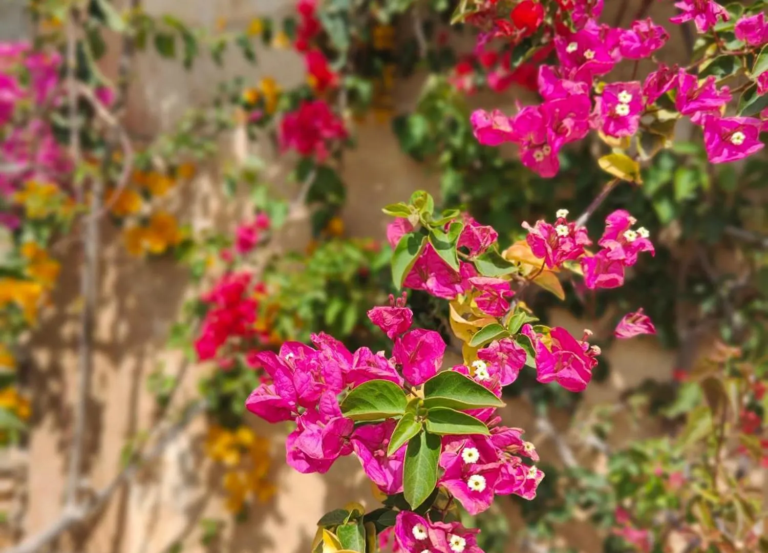 Finca Sa Duaia De Dalt Arta Farm stay